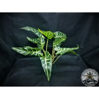 Artifical plant 1